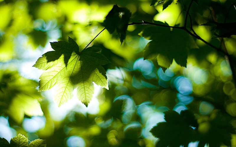 Deciduous Trees In Australia