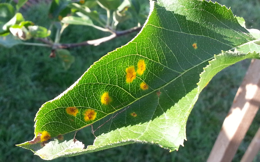 tree disease control service