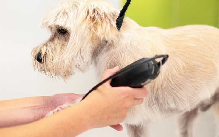 dog with the best dog clippers