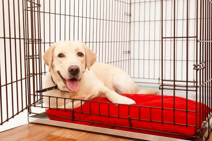 dog laying inside his cage