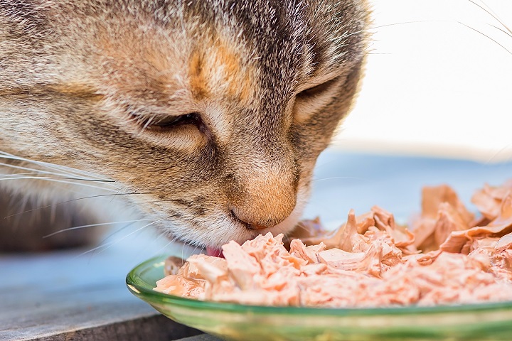 close up picture of kitty eating