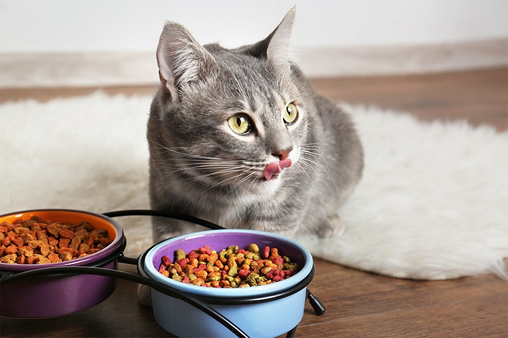 kitty eating food from bowl