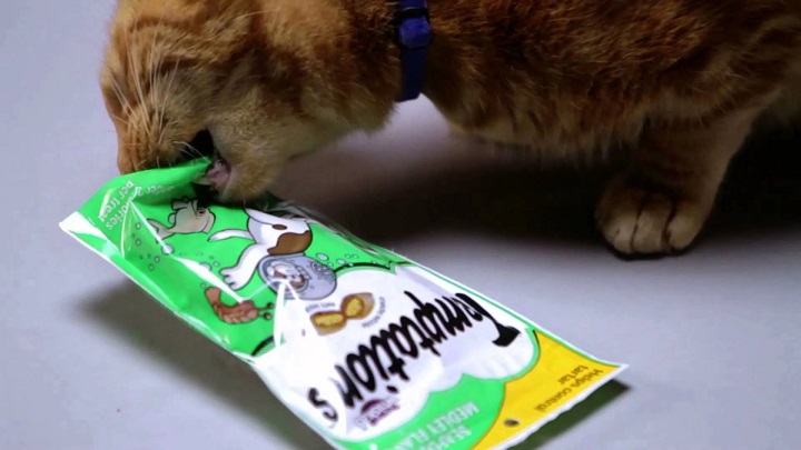 kitty biting cat food package