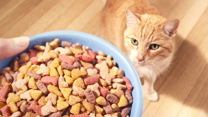 cat waiting for treats