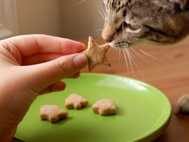 person giving star-like treat to cat